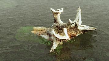 Isolierter toter Baum im Wasser am Strand in Schwarz und Weiß, Einsamkeit. foto