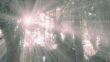 grüner tropischer Wald mit Lichtstrahl foto