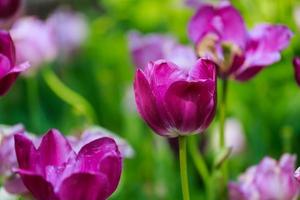 die tulpe ist eine mehrjährige knollenpflanze mit auffälligen blüten foto