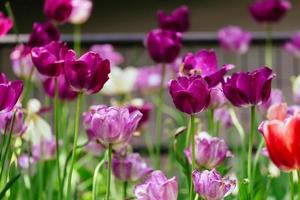 die tulpe ist eine mehrjährige knollenpflanze mit auffälligen blüten foto
