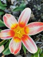 Frühlingsblumen Tulpen foto