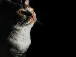 Foto einer Hauskatze mit weiß-orangefarbenem Fell auf schwarzem und dunklem Hintergrund.