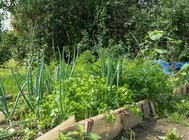 Beet mit Zwiebeln im Garten foto