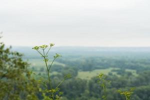 Schafgarbe Blumenzweig auf dem Hintergrund des Waldes, Nahaufnahme foto