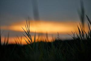 Sonnenuntergang am Abend durch dichtes Gras auf der Wiese, schöne orangefarbene Himmelslandschaft, Dämmerungshintergrund foto