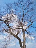 Toter Baum in der Wüste mit trockenen Zweigen. Alter Baum isoliert auf bewölktem Hintergrund des blauen Himmels an heißen Sommertagen. foto