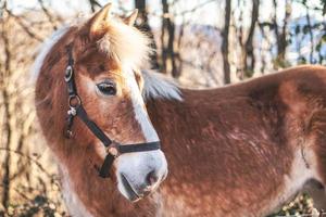 ein Pferd. Haflinger foto