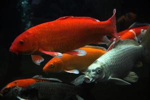 Koifisch. Gruppe verschiedener Koi-Fische isoliert auf schwarzem Hintergrund foto
