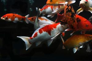 Koifisch. Gruppe verschiedener Koi-Fische isoliert auf schwarzem Hintergrund foto