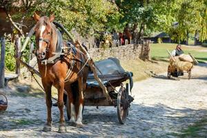 10.09.2021. Kiew. Ukraine. Ein Pferd, das an einem sonnigen Sommertag auf einem alten Holzkarren auf dem Hintergrund einer ländlichen Straße gespannt ist. foto