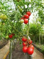 reife kleine Kirschtomaten. ein Tomatenstrauch in einem Gewächshaus. Gemüse ernten. foto