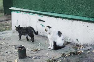 zwei heimatlose Katzen foto