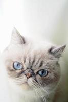 Katze mit blauen Augen foto