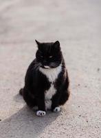 eine katze sitzt auf dem asphalt foto