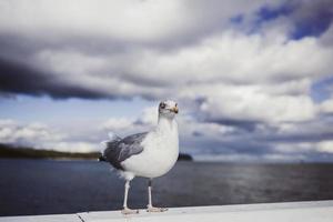 Möwe, die auf seinen Füßen steht foto