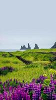 titelseite mit blick auf basaltstapel, säulen reynisdrangar am schwarzen sandstrand in der nähe von vik und violette und rosa lupinenblüten, südisland, sommer, regnerischer blauer himmel kopierraumhintergrund foto