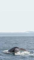 titelseite mit einem schwanz eines buckelwals während einer walbeobachtungssafari in island, sommer, mit festem hintergrund des blauen himmels mit kopienraum. Konzept der Biodiversität und des Artenschutzes. foto