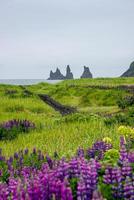 blick auf basaltstapel, säulen reynisdrangar am schwarzen sandstrand in der nähe von vik und violette und rosa lupinenblüten, südisland, sommer, regnerischer blauer himmel. foto