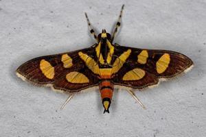 männliche erwachsene orange-gefleckte Blumenmotte foto