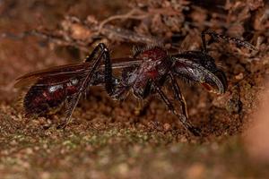 erwachsene Ameisenkönigin foto