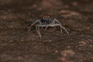 kleine männliche Springspinne foto