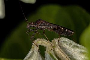 erwachsener breitköpfiger Käfer foto