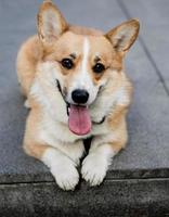 Corgi-Hund mit einer Zunge foto