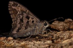 erwachsener dorantes langschwanzschmetterling foto