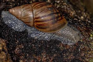 kleine helicinan schnecke foto