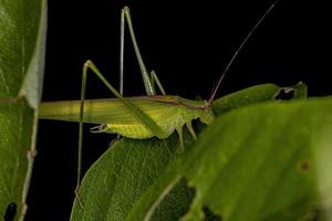 erwachsenes phaneropterine katydid foto