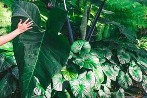 hand halten alocasia macrorrhizos blätter tropischer pflanzen im regenwald südostasiens. dunkler ton aus grünen tropischen blättern palmen, farn und zierpflanzen hintergrund foto