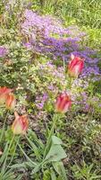 ein Teppich aus blühendem Steinbrech im Vorgarten mit Tulpen im Vordergrund. Landschaft. foto