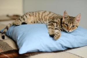 Porträt einer grauen Katze mit Streifen, die auf einem Sofa liegt foto