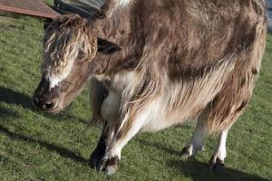 Nahaufnahme eines braunen Yaks, Bos Grunniens, in einer ländlichen Gegend in der Nähe von Kharakhorum, Mongolei. foto