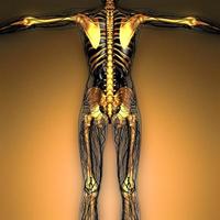 wissenschaftliche anatomie des menschlichen körpers im röntgenbild mit leuchtenden skelettknochen foto