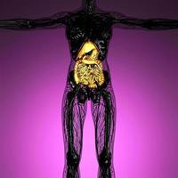 wissenschaftliche anatomie des weiblichen körpers mit glühendem verdauungssystem foto