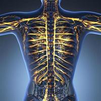 wissenschaftliche anatomie des menschlichen körpers im röntgenbild mit leuchtenden blutgefäßen foto
