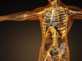 Herz-Kreislauf-System des Menschen mit Knochen im transparenten Körper foto