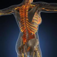 wissenschaftliche anatomie des menschlichen körpers im röntgenbild mit leuchtenden blutgefäßen foto