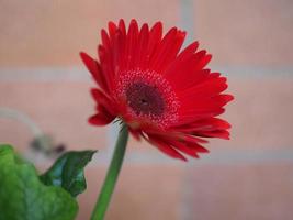 rote Gerbera-Gänseblümchen-Blume foto