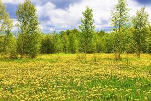 das feld mit gelbem löwenzahn, grünen bäumen und blauem himmel foto