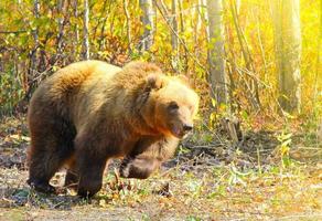 braunbär ursus arctos läuft auf dem wald auf kamtschatka foto