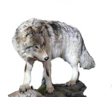 der graue Wolf Canis Lupus isoliert auf weißem Hintergrund foto