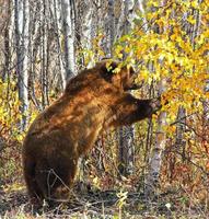 Braunbär Ursus Arctos im Wald auf Kamtschatka foto