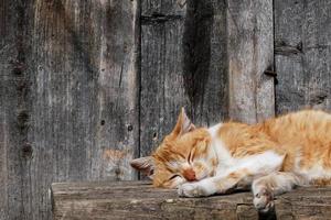 braune katzennahaufnahme entspannt sich unter der sonne foto