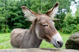 trauriger gelangweilter Esel aus nächster Nähe auf dem Hintergrund der Natur foto