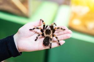 eine große schwarze Spinne auf der Handfläche eines Mannes. ein Mann, der eine Spinnentarantel hält. foto