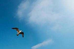 Möwe fliegt gegen den blauen Himmel foto