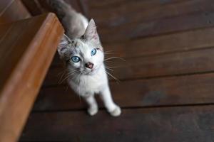 graue Hauskatze mit blauen Augen foto