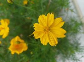 Schwefel Kenikir Blume gelbe und grüne Blätter foto